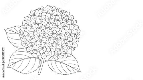 Elegant detailed black and white line drawing of a blooming hydrangea flower cluster with large textured leaves.