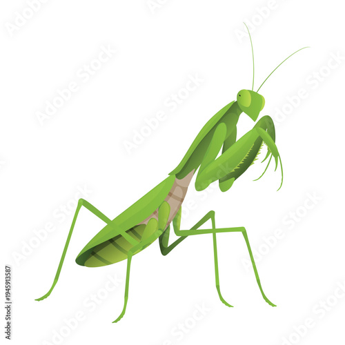 Illustration of a praying mantis on a white background, with clear lines and shapes demonstrating the characteristic details and features of this insect