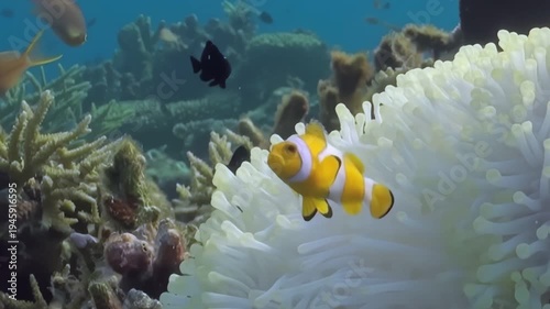Observe vibrant Clownfish gracefully swimming around a white Anemone, their unique home in the Coral Reef. Other colorful fish also swim nearby.