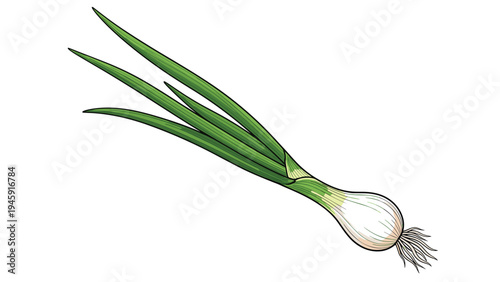 Single whole green onion with long stalks and a white bulb with roots is depicted in a detailed botanical illustration style.