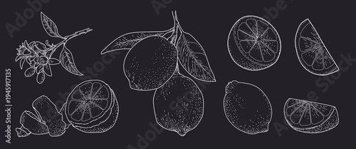 Lemon hand drawn. Lime sketch on chalkboard. Citrus fruit. Retro slice Vintage botanical drawing. Branch outline. Tropical garden. Vector yellow food isolated food elements set for graphic design