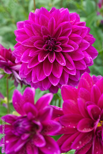 Purple decorative Dahlia close-up