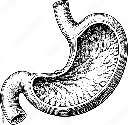 Victorian anatomical stomach engraving vintage medical illustration 
