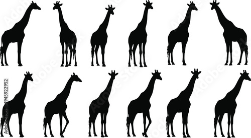 Black-and-white vector silhouette illustration of twelve giraffes in different poses and orientations, symbolizing wildlife, biodiversity, and animal design themes