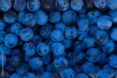 Wild Sloe Berries Close Up – Natural Blue Berry Background