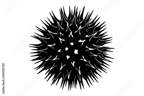 A black and white image of a sea urchin with sharp spines