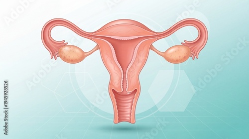 Anatomical illustration of female reproductive system with ovaries  