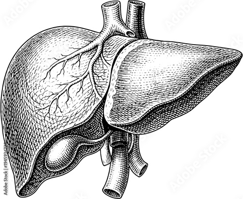 Victorian anatomical liver engraving vintage medical illustration isolated