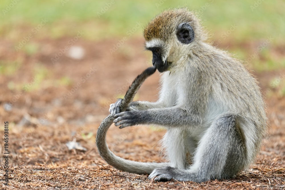 Obraz premium petit singe joue avec sa queue