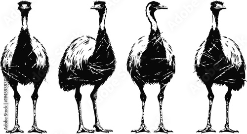 Black and white illustration of four emus standing in a row, front view with detailed contour and texture