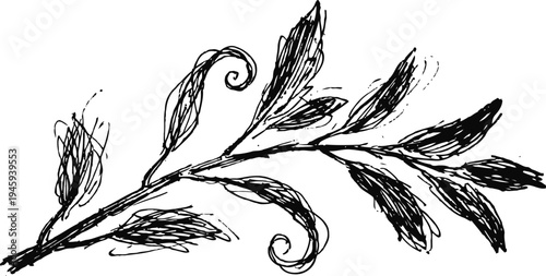 Hand drawn vintage botanical illustration of a leafy branch with curled ends and elongated leaves