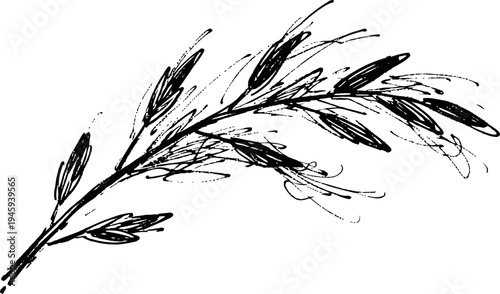 Black and white ink drawing of wheat stalk with detailed grains and leaves illustration