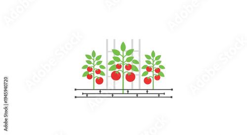 Tomatoes Growing on a Farm Stand.