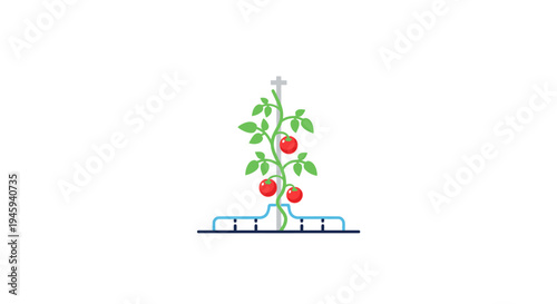 Tomato plant with red tomatoes growing.