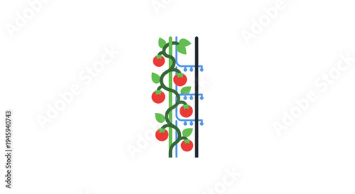 Tomatoes on a green vine plant.