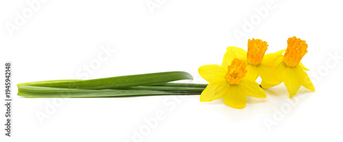 Three yellow narcissus flowers with green leaves on white background.
