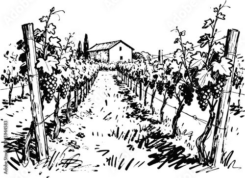 Vineyard landscape with grapevines and farmhouse rural agricultural scene with grape clusters and foliage