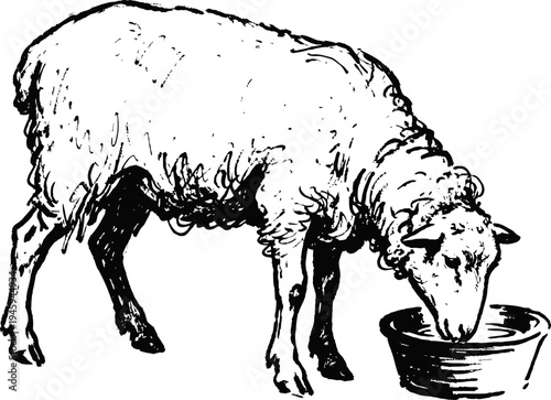 Black and white illustration of a sheep eating from a bowl farm livestock grazing and feeding