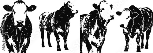 Black and white cow sketches in various poses farm animal illustrations hand drawn cattle designs