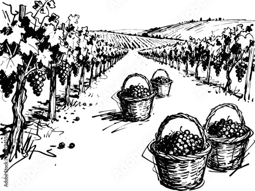Hand drawn vineyard landscape with baskets full of harvested grapes in rows of grapevines