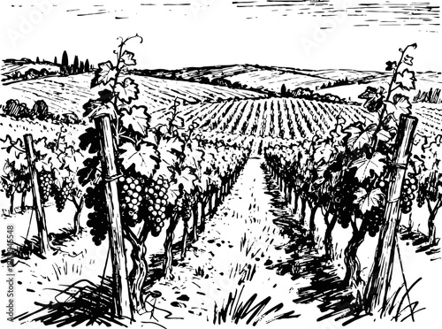 vineyard rows with grapevines growing on wooden stakes in rural landscape with distant hills and fields