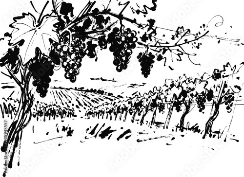 Black ink vineyard illustration with grapevines, ripe grape clusters, leaves, and scenic farmland view
