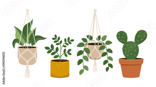 Four different types of houseplants in pots and hanging baskets indoor decoration