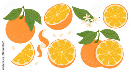 Fresh orange fruits with leaves, slices and branches. Collection of ripe citrus elements in flat vector style. 