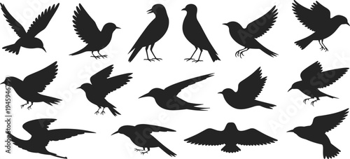 Bird silhouette icons, flying perched standing poses, avian species illustration, black vector wildlife design, nature concept, educational ornithology anatomy graphic