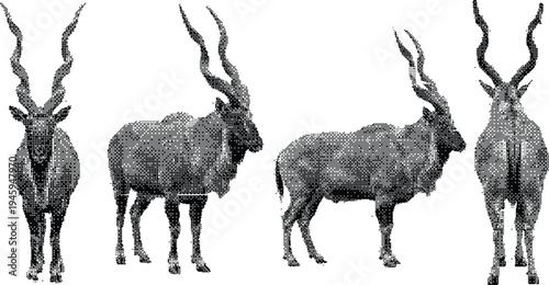 Greater Kudu bull with spiral horns hand drawn stipple art illustration isolated on white background