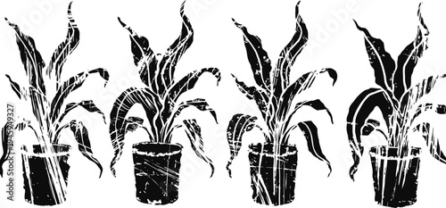 Set of four decorative houseplants in pots with tall leaves, black and white grunge design