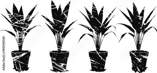 Four potted houseplants with long leaves in textured black grunge silhouette