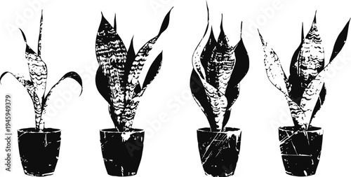 four sansevieria plants in pots with tall upright leaves in minimalist silhouette