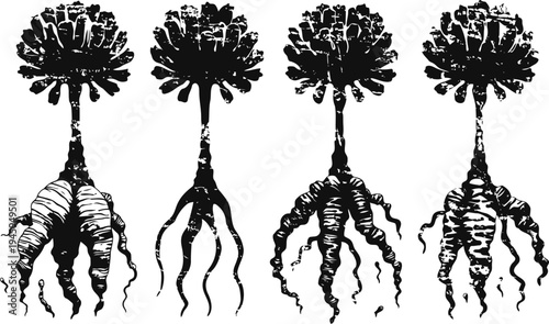 Illustration of four ginseng roots with leafy tops, detailed medicinal plant drawings