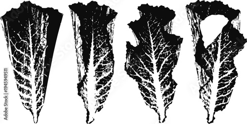 Four black and white silhouettes of romaine lettuce leaves with detailed vein patterns