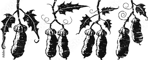 Vintage botanical illustration of cucumber fruits with leaves and tendrils in black and white