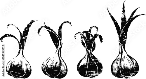 Black onion silhouettes with sprouting green shoots in various growth stages, hand drawn botanical design