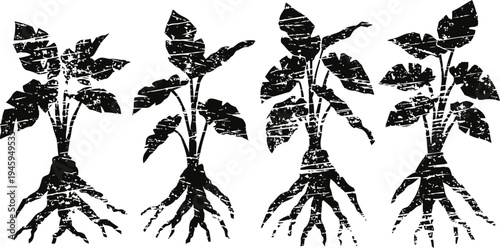 vintage botanical illustration of plants with root systems showing detailed growth stages