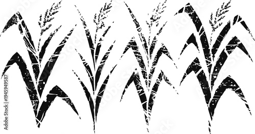 Grunge black silhouette of four rice plants with grains in a row on white background