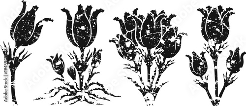 Set of vintage floral illustrations showing wild roses with stems and leaves