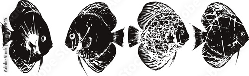 Vintage black and white illustration of tropical discus fish with detailed scales and fins