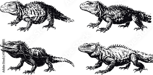 Vintage black ink illustrations of iguanas in various poses with detailed scales and spikes