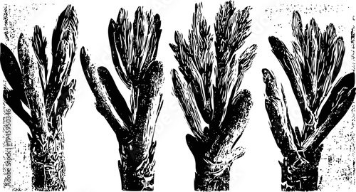 Four detailed black and white illustrations of fresh asparagus spears in different bunches