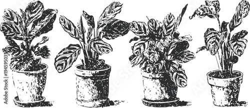 hand drawn potted houseplants set with different leaf shapes and textures, vintage botanical illustration