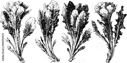 Set of vintage hand drawn lettuce leaves illustrations isolated on white background