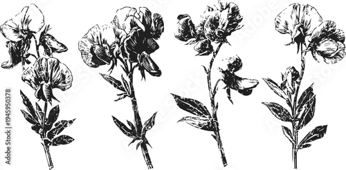 vintage botanical ink illustrations of sweet pea flowers with detailed leaves and stems