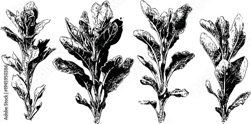 Herb leaves set with detailed texture natural botanical plant collection isolated on white background