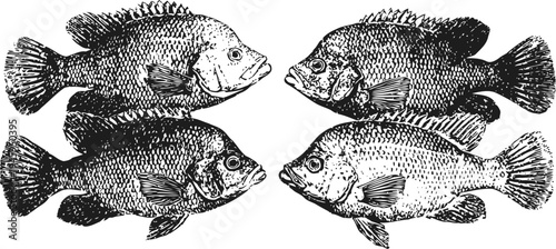 Illustration of four detailed freshwater fish facing each other with scales and fins textured