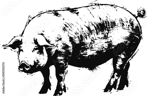 black and white detailed illustration of a pig standing sideways facing left