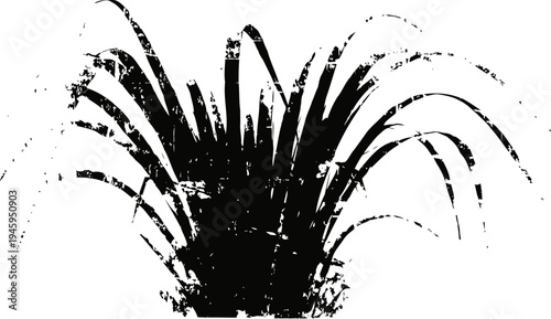 tall green grass tuft isolated long thin leaves plant foliage closeup on white background